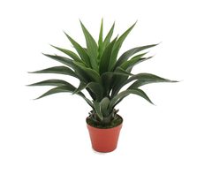 Agave, 699 MXN Agave