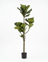 Ficus, 1,754 MXN Ficus