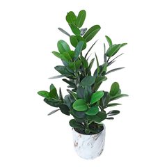 Planta, 1,087 MXN Planta