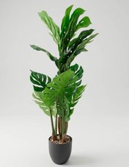 Monstera, 1,429 MXN Monstera